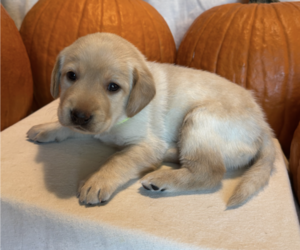 Medium Labrador Retriever