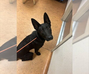 German Shepherd Dog-Unknown Mix Dogs for adoption in Sacramento, CA, USA
