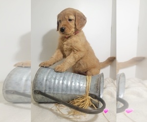 Golden Retriever Puppy for sale in GOODYEAR, AZ, USA