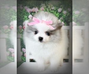 Pomeranian Puppy for sale in BLANCHARD, OK, USA