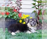 Puppy Randy Pembroke Welsh Corgi