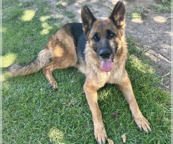 Medium Photo #2 German Shepherd Dog Puppy For Sale in Riverside, CA, USA