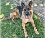 Small #1 German Shepherd Dog