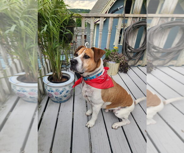 Medium Photo #22 Mutt Puppy For Sale in Gloversville, NY, USA