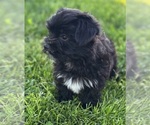 Small #5 Morkie