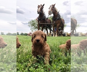 Goldendoodle (Miniature) Puppy for sale in ARCOLA, IL, USA