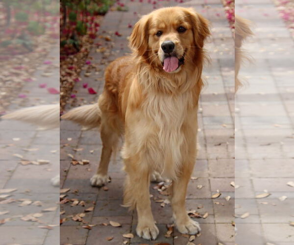 Medium Photo #4 Golden Retriever Puppy For Sale in Glendale , AZ, USA