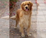Small #3 Golden Retriever
