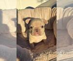 Puppy Polar French Bulldog