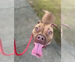 Small #3 Labrador Retriever Mix