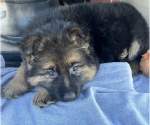 German Shepherd Dog Puppy for sale in ADDISON, IL, USA