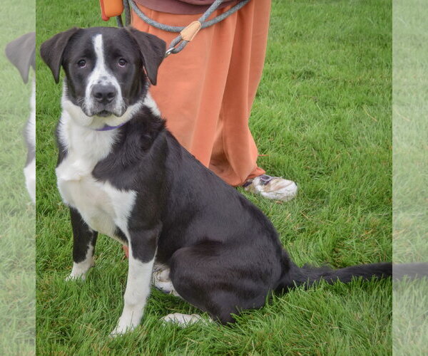Medium Photo #3 Border-Aussie Puppy For Sale in Huntley, IL, USA