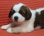 Small Photo #2 Saint Bernard Puppy For Sale in ENDICOTT, NY, USA
