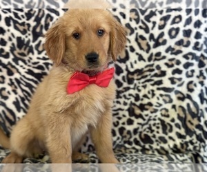 Golden Retriever Puppy for sale in LANCASTER, PA, USA
