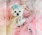 Small #21 Maltese