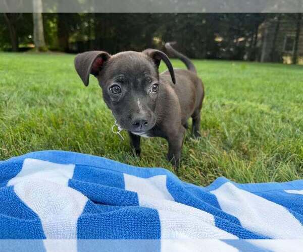 Medium Photo #4 Boston Huahua Puppy For Sale in New York, NY, USA