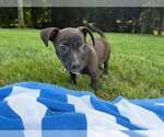 Small #3 Boston Huahua