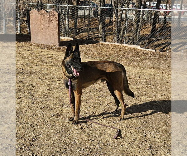 Medium Photo #3 German Shepherd Dog-Unknown Mix Puppy For Sale in Imlay City, MI, USA