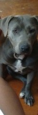 Mother of the American Pit Bull Terrier puppies born on 07/19/2016