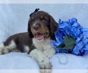 English Springer Spaniel Puppy for sale in CEDAR LANE, PA, USA