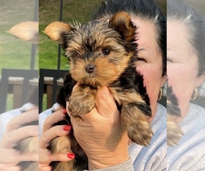 Yorkshire Terrier Puppy for sale in WHEELING, WV, USA