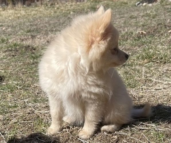 Medium Photo #3 Pomeranian Puppy For Sale in COLUMBIA, MO, USA