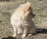 Small Photo #3 Pomeranian Puppy For Sale in COLUMBIA, MO, USA