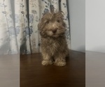 Small #26 Havanese