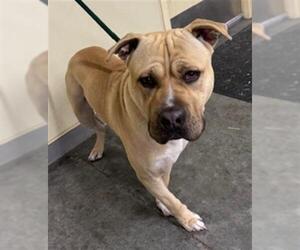 Mutt Dogs for adoption in Orange, CA, USA