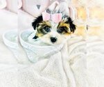 Small #8 Morkie