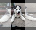 Small Photo #2 Siberian Husky Puppy For Sale in SAN DIEGO, CA, USA