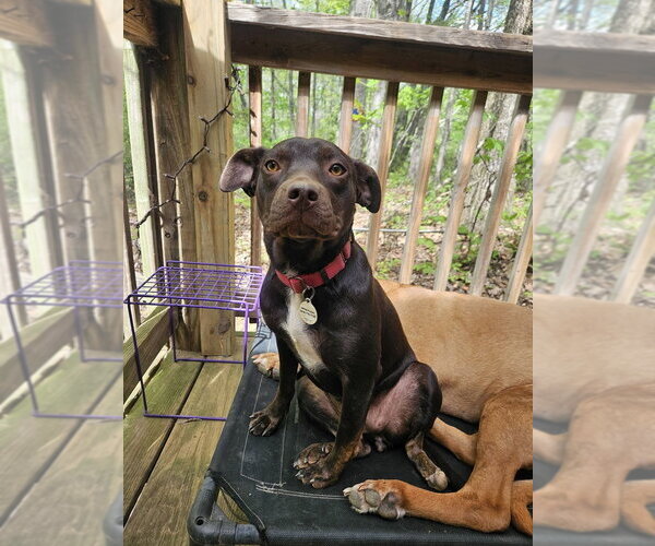 Medium Photo #24 Mutt Puppy For Sale in Candler, NC, USA
