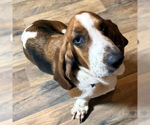 Medium Photo #1 Basset Hound Puppy For Sale in Deepwater, NJ, USA