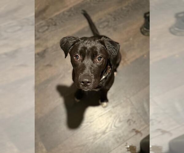 Medium Photo #5 Labrador Retriever-Unknown Mix Puppy For Sale in The Woodlands, TX, USA