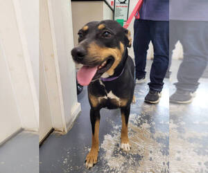 Labrador Retriever-Unknown Mix Dogs for adoption in Linton, IN, USA