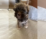 Small Photo #10 Havanese Puppy For Sale in JEFFERSON, GA, USA