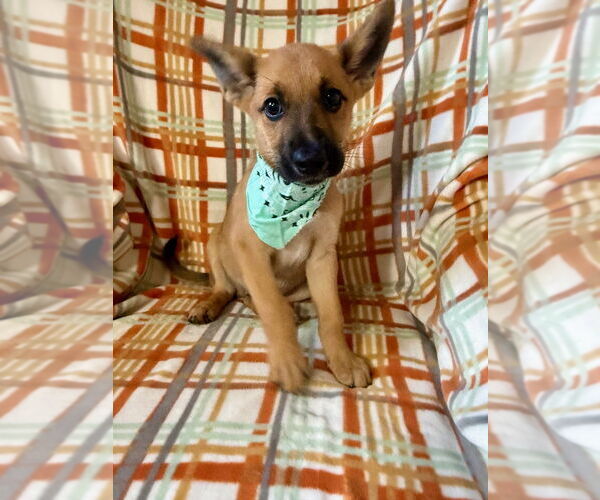 Medium Photo #1 German Shepherd Dog-Unknown Mix Puppy For Sale in San Leon, TX, USA