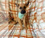 Small German Shepherd Dog Mix