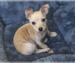 Small #8 Chihuahua Mix
