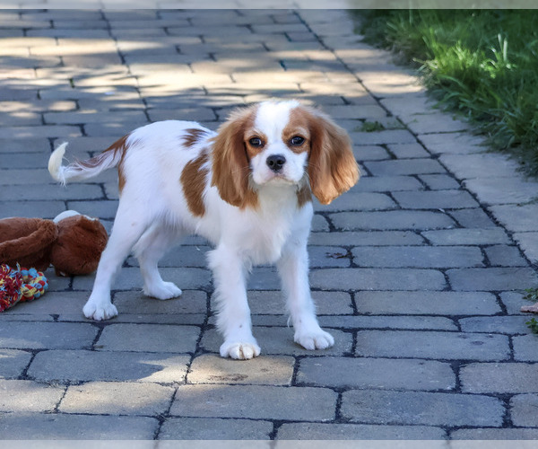 Medium Photo #4 Cavalier King Charles Spaniel Puppy For Sale in SYRACUSE, IN, USA