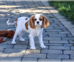 Khalil - Male Cavalier King Charles Spaniel Puppy for Sale - Photo #4