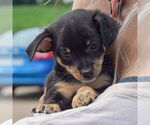 Small #4 Chipin