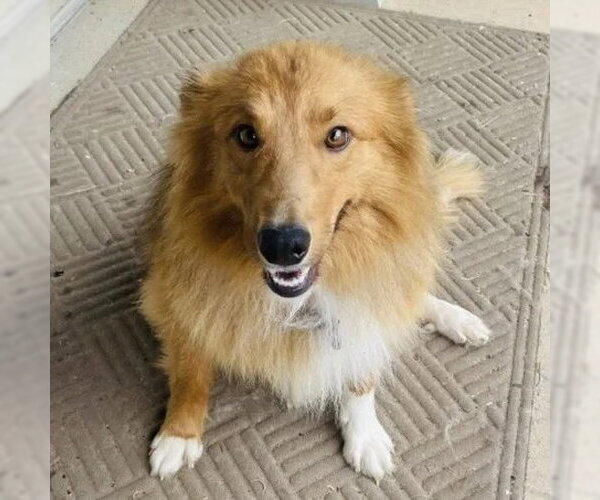 Medium Photo #1 Collie-Unknown Mix Puppy For Sale in Dublin, OH, USA