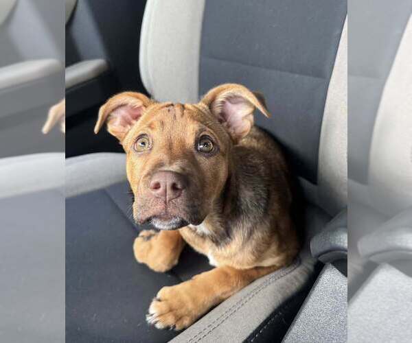 Medium Photo #8 American Pit Bull Terrier-Spaniel Mix Puppy For Sale in New York, NY, USA