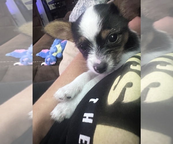 Medium Photo #5 Chorkie Puppy For Sale in SOUTH BEND, IN, USA