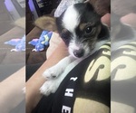 MooMoo - Female Chorkie Puppy for Sale - Photo #5