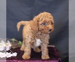 Small #3 Cavapoo (Miniature)