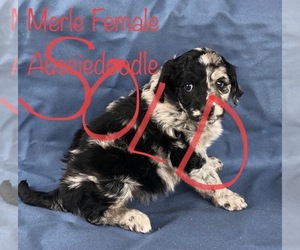 Aussiedoodle Puppy for sale in CLINTON, MO, USA