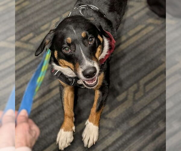 Medium Photo #7 Mutt Puppy For Sale in Fargo, ND, USA