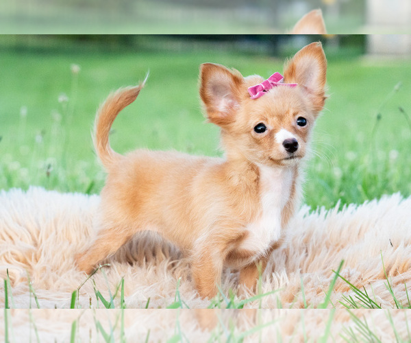 Medium Photo #18 Chihuahua Puppy For Sale in WARSAW, IN, USA